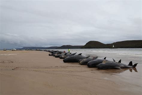 Dramáticas imágenes aparecen unas 200 ballenas varadas en una playa en