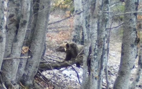 I Cuccioli Di Amarena Si Sono Svegliati Dal Letargo Crescono E Sono In