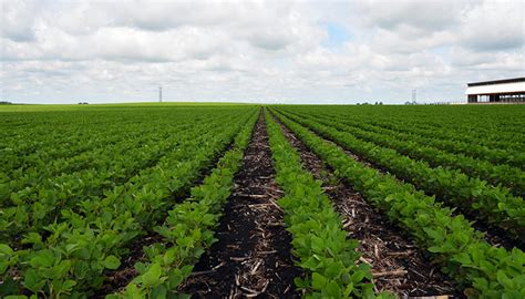 Missouri Soybean Harvest Hits 54