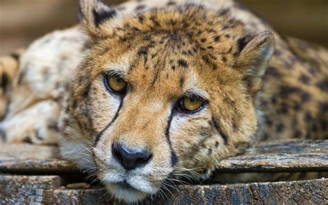 Big Cats Cheetahs Eyes Glance Snout Whiskers Nose Hd Wallpaper