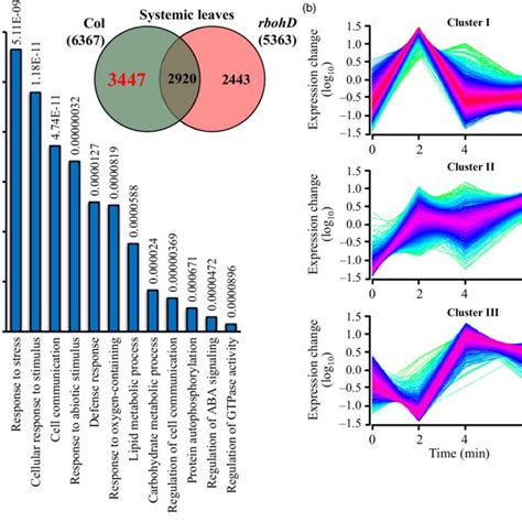 Transcriptomic Responses Of Local L And Systemic S Leaves Of