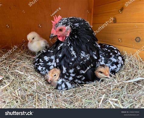 Pekin Bantam Chickens