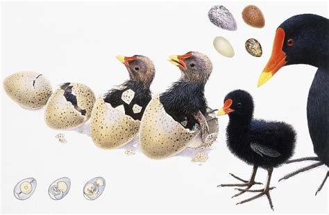 Baby birds hatching from egg in four stages until bird is (Photos ...