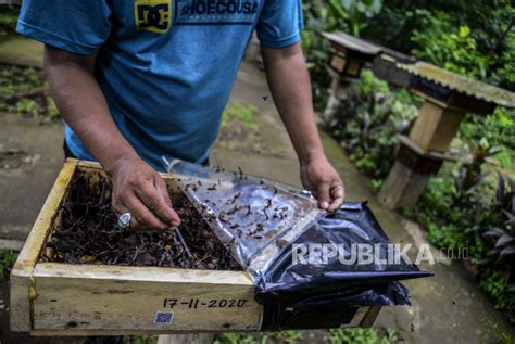 Menengok Budidaya Lebah Trigona Di Hutan Kota Srengseng Republika Online