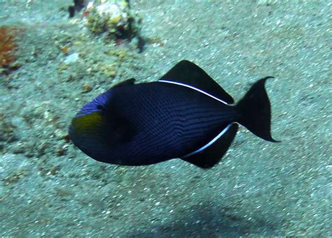 Black Triggerfish Reef Fish Of The Hawaiian Islands Inaturalist