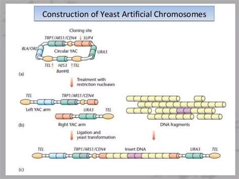 Artificial Chromosomes Yac And Bac Ppt