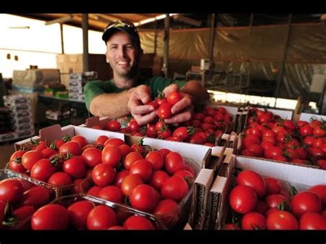 How to Grow a Great Organic Tomato - YouTube