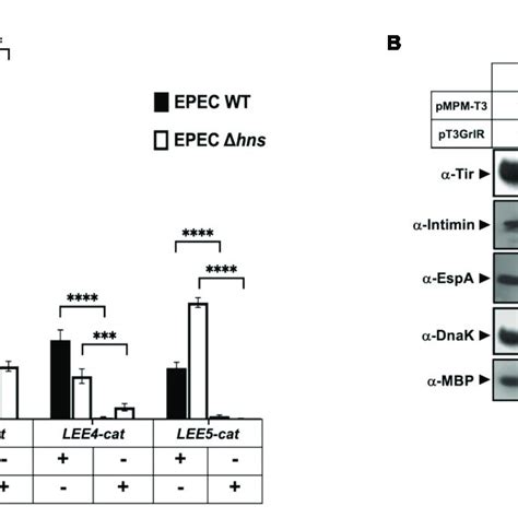 Grlr Represses The Expression Of Locus Of Enterocyte Effacement Lee