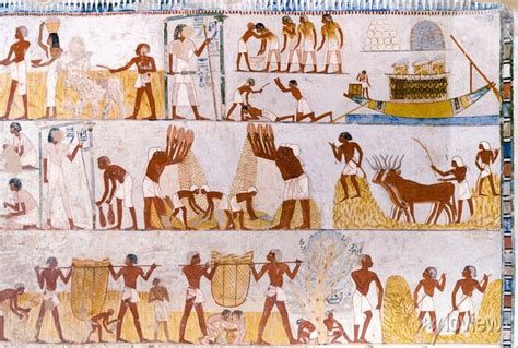 Agricultural Scenes From The Tomb Of Menna At Valley Of The Nobles