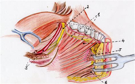 Lingual Nerve Anatomy