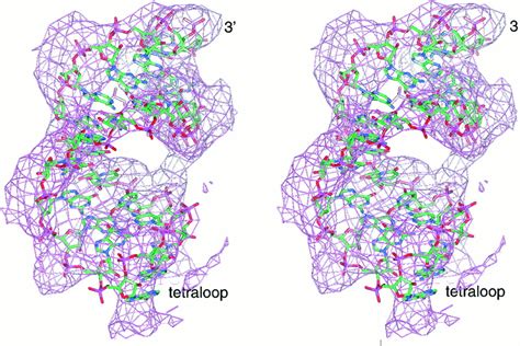 A Preorganized Active Site In The Crystal Structure Of The Tetrahymena