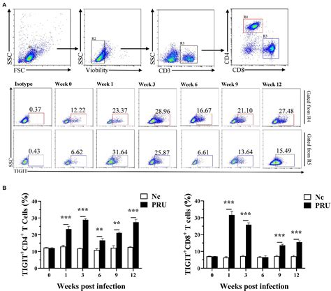 Frontiers Dynamic Expressions Of Tigit On Splenic T Cells And Tigit