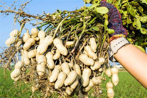 How To Grow Peanuts Your Complete Guide