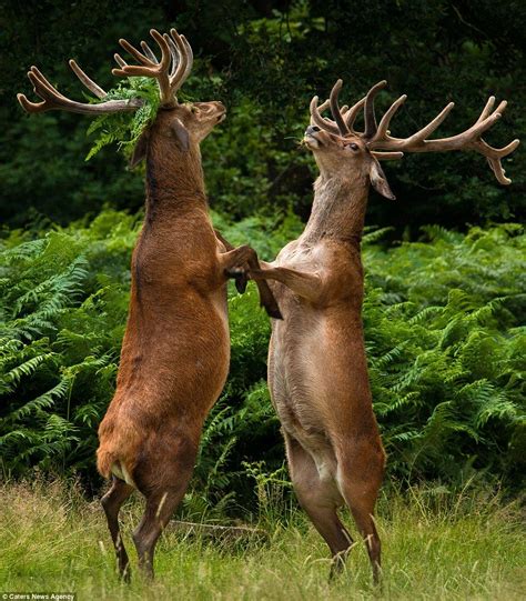 Dancing Deer In Richmond Park