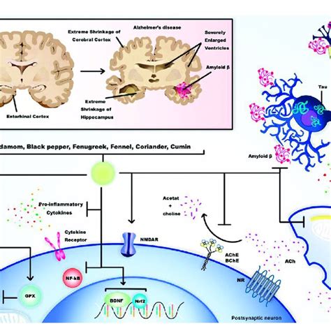 Alzheimer S Disease AD As A Neurodegenerative Disease Is The Most