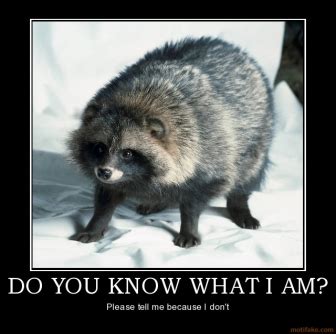 Funny Rocket Raccoon Quotes. QuotesGram