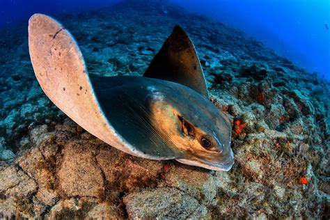 Common Eagle Ray • Myliobatis Aquila • Fish Sheet