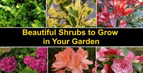 Different Types Of Shrubs