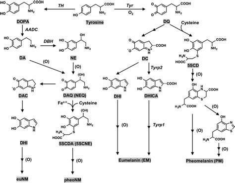 Biosynthesis Pathways Of Eumelanin Em And Pheomelanin Pm In