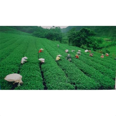 Ctc Tea Ctc Chai Wholesalers Suppliers And Dealers