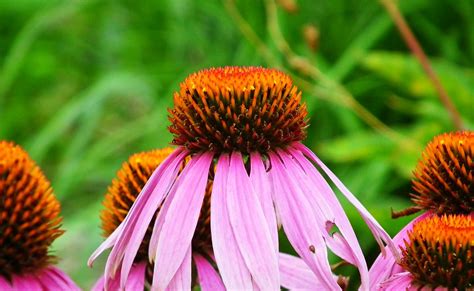 Purple Coneflowers Flowers - Free photo on Pixabay