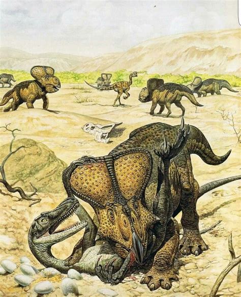 Protoceratops v Velociraptor Dinosaur Photo, Dinosaur Images, Dinosaur Art, Dinosaur Fossils ...