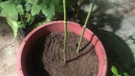 Growing Moringa From Stem Cutting Youtube