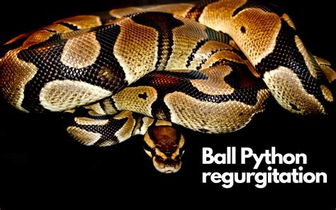 Ball Python regurgitating: causes and what you should do – BALL PYTHON ...