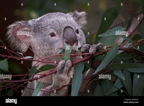 Young Koala Bear eating Eucaliptus Leaves Stock Photo - Alamy