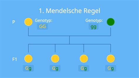 Mendelsche Regeln Mendels Regeln Im Berblick Mit Video