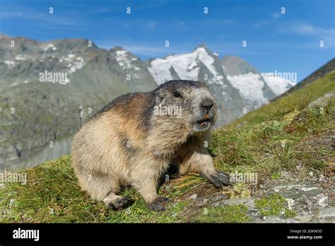 Murmeltier Alpenmurmeltier Marmota Marmota Stock Photo Alamy