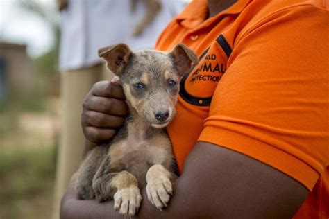 5 Pasos Para Contribuir En Contra Del Abandono De Perros En La Calle