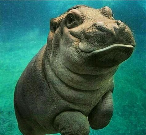 Happy Hippo Cute Baby Animals Funny Animals Baby Animals