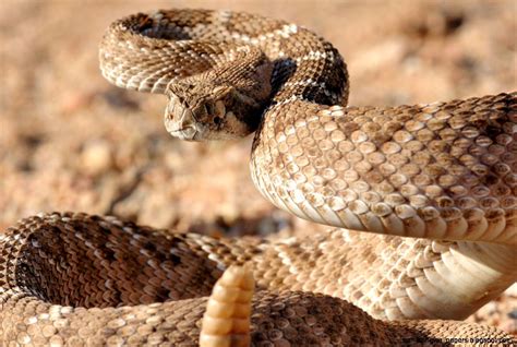 Desert Rattlesnake | Amazing Wallpapers