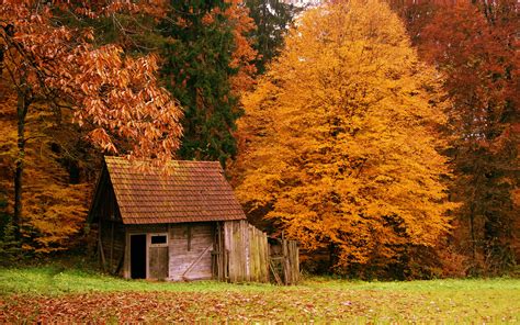 Landscapes Forest Autumn Fall Leaves Colors Architecture