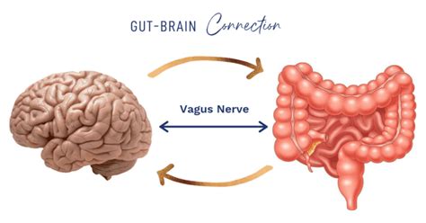 10 Ways To Stimulate Your Vagus Nerve Nourishing Therapies