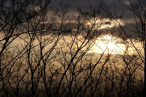 Free Images Tree Nature Grass Branch Light Cloud Sky Sun