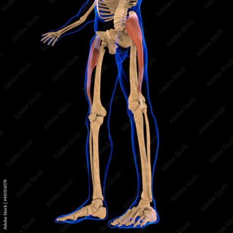 Tensor Fasciae Latae Muscle Anatomy For Medical Concept 3d Illustration Stock Illustration