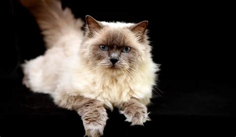 The Ragdoll Himalayan Mix Personality - Ragdollcare