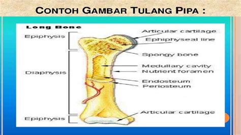 Jenis Tulang Pipa Meteor