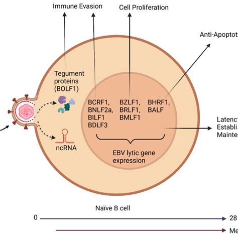 Illustration Of A Na Ve B Cell Infected By Ebv And The Role That Ebv