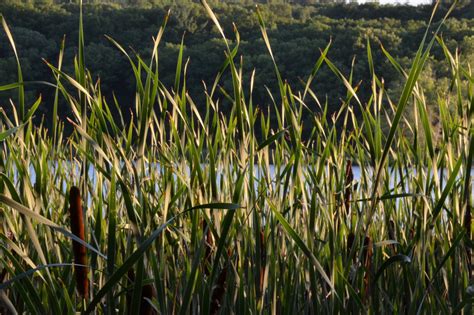 10 Wild Pond Plants (US Natives) - Pond Informer