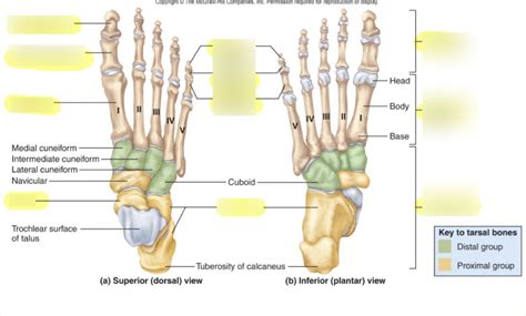 Tarsals Metatarsals Phalanges Diagram Quizlet