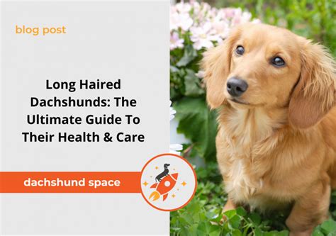 Long Haired Dachshunds The Ultimate Guide To Health Care