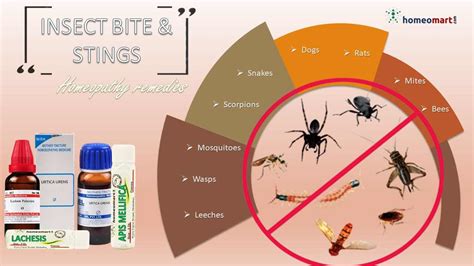 Effective Homeopathic First Aid Treatments For Insect Bites And Stings Homeomart