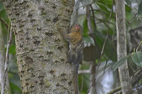 What Is A Marmoset Everything You Need To Know Tynemouth Aquarium