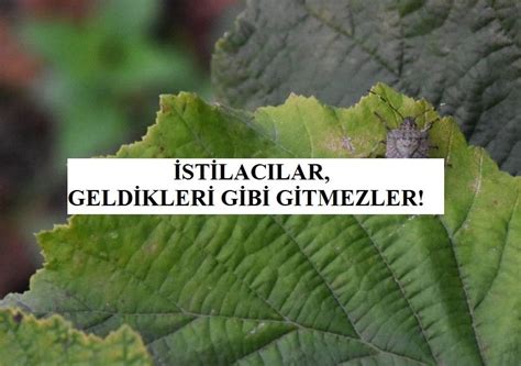 BÖCEKLER GELDİKLERİ GİBİ GİTMEYECEKLER Hayriye Nurcan Yazıcı