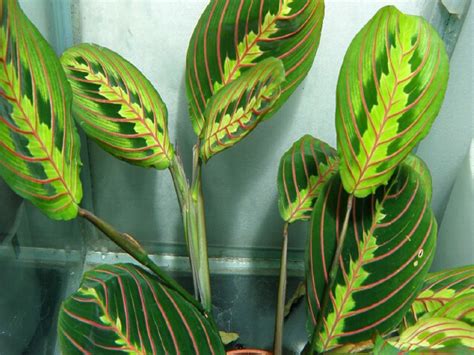 Маранта цветок: выращивание и уход в домашних условиях