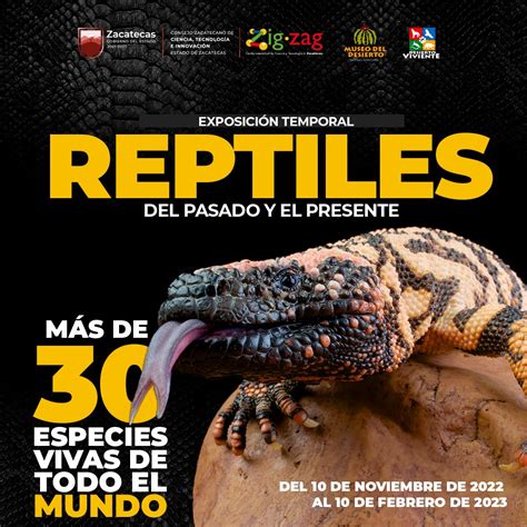 Prepara Zigzag Segunda Exhibici N Temporal Del Reptiles Del Pasado