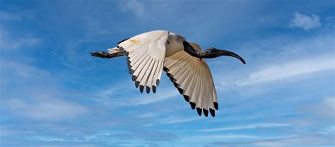 The African Sacred Ibis | Critter Science